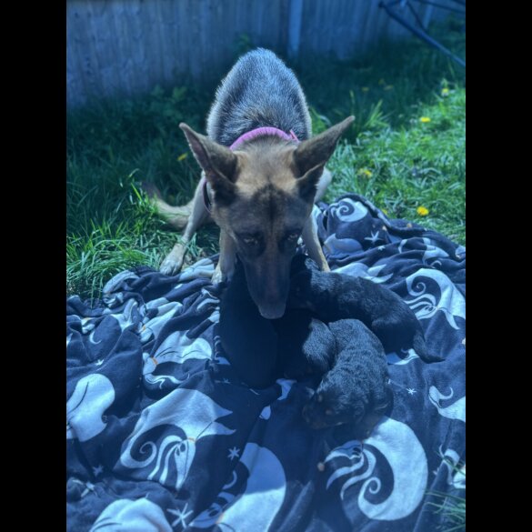 Mixed Breed - Both