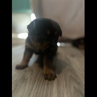 Mixed Breed - Both