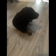 Mixed Breed - Both