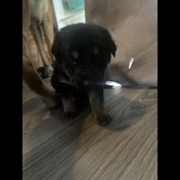 Mixed Breed - Both