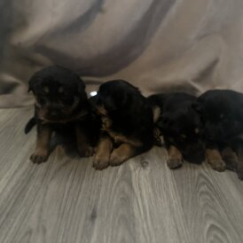 Mixed Breed - Both