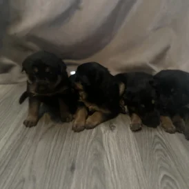 Mixed Breed - Both