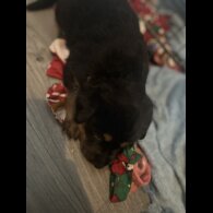 Mixed Breed - Both