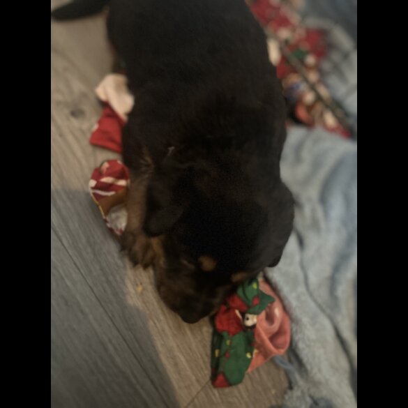 Mixed Breed - Both