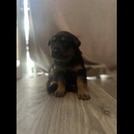 Mixed Breed - Both