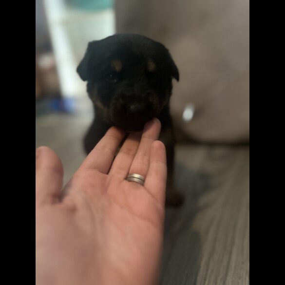 Mixed Breed - Both