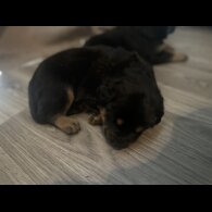 Mixed Breed - Both