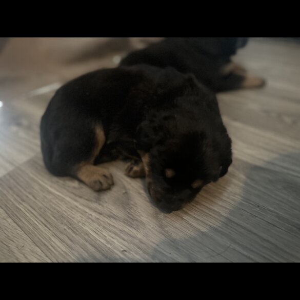 Mixed Breed - Both