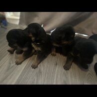 Mixed Breed - Both