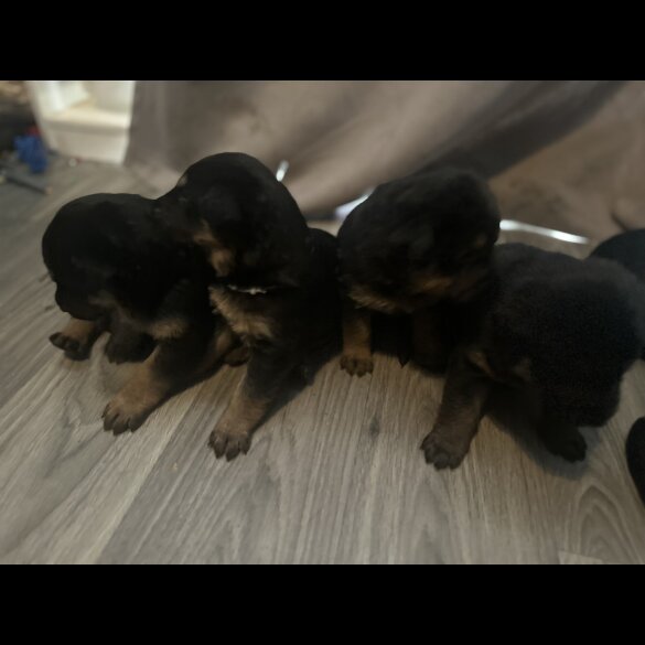 Mixed Breed - Both