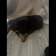 Mixed Breed - Both
