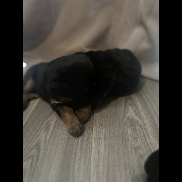 Mixed Breed - Both