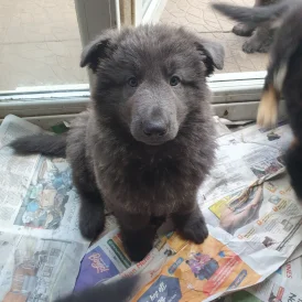 German Shepherd (Alsatian) - Both