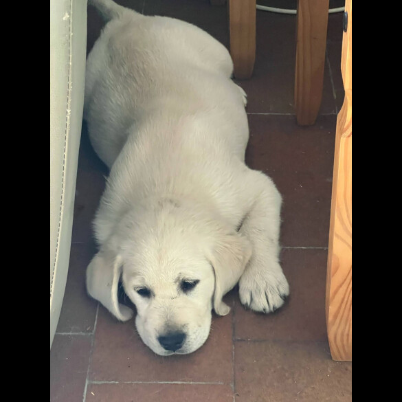Goldador - Dogs