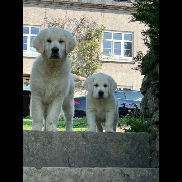 Goldador - Dogs