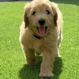 Goldendoodle - Both