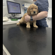 Goldendoodle - Both