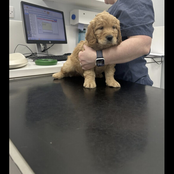 Goldendoodle - Both