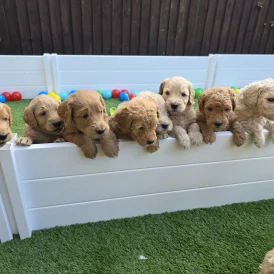 Goldendoodle - Both