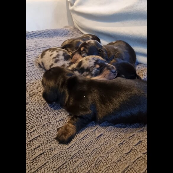 Dachshund (Standard &amp; Miniature) - Dogs