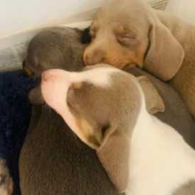 Dachshund (Standard &amp; Miniature) - Both