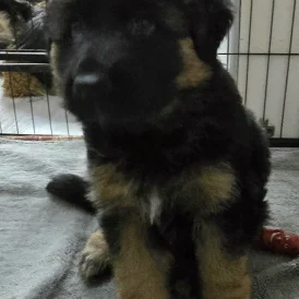 German Shepherd (Alsatian) - Dogs