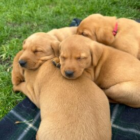 Labrador Retriever - Both