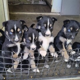 Mixed Breed - Both