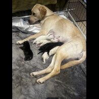 Mixed Breed - Both