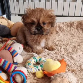 Shih Tzu - Dogs