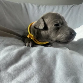 Italian Greyhound - Both