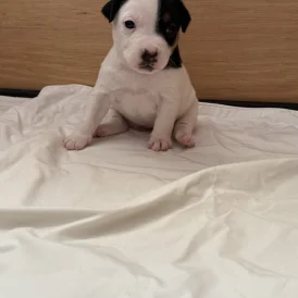 Jack Russell - Bitches