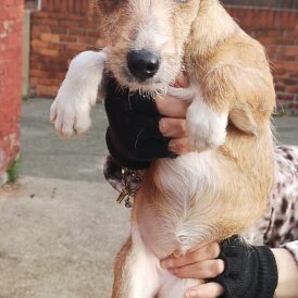 Jack Russell - Bitches