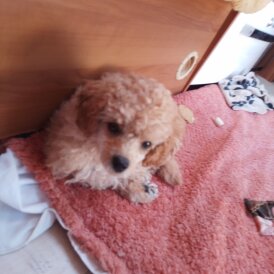 Toy Poodle - Dogs
