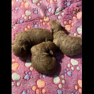 Toy Poodle - Both