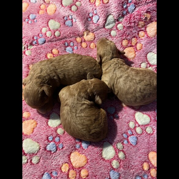 Toy Poodle - Both