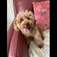 Toy Poodle - Both