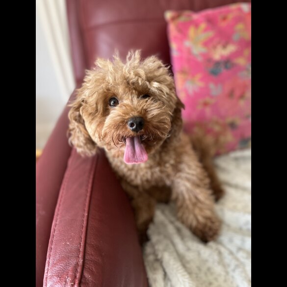 Toy Poodle - Both