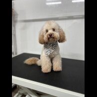 Toy Poodle - Both