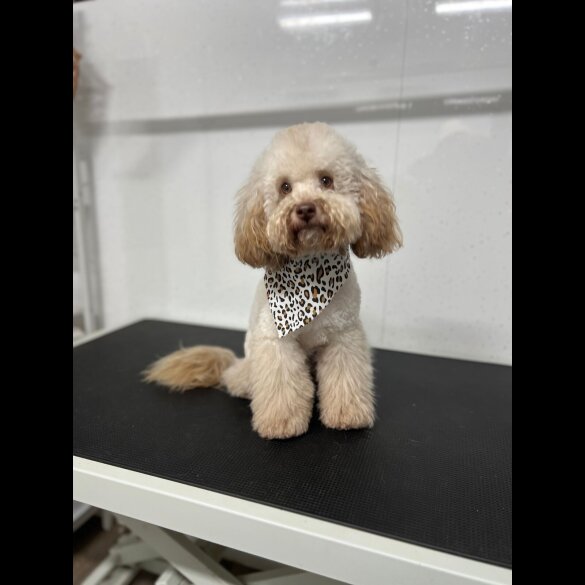 Toy Poodle - Both
