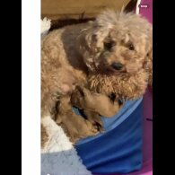 Toy Poodle - Both