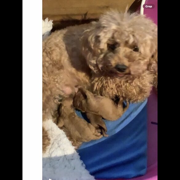 Toy Poodle - Both