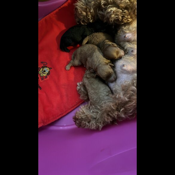 Toy Poodle - Both