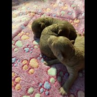 Toy Poodle - Both