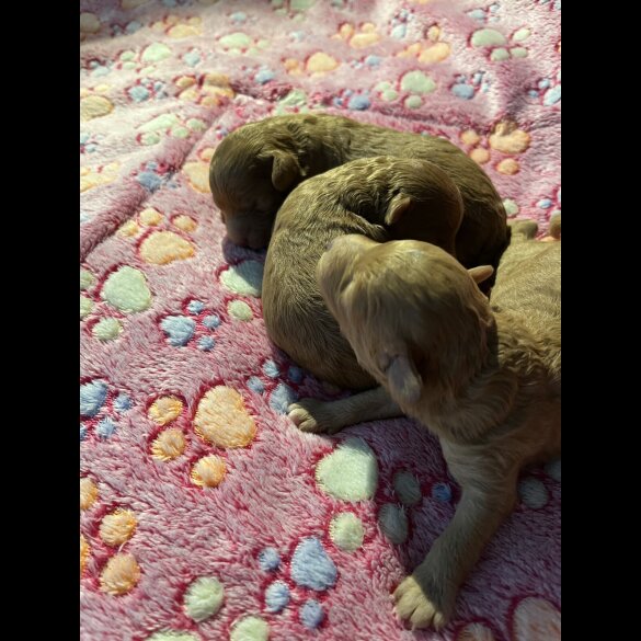 Toy Poodle - Both