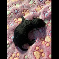 Toy Poodle - Both