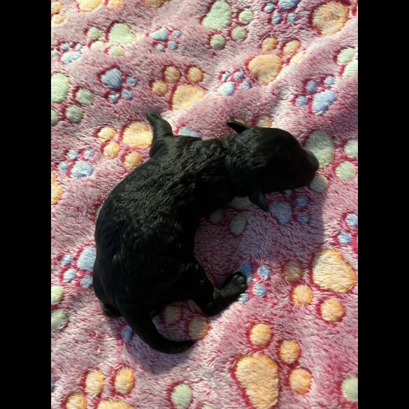 Toy Poodle - Both