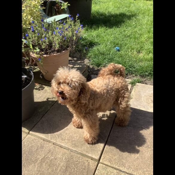 Toy Poodle - Both
