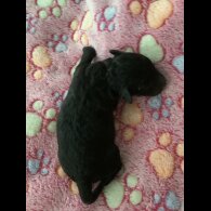 Toy Poodle - Both