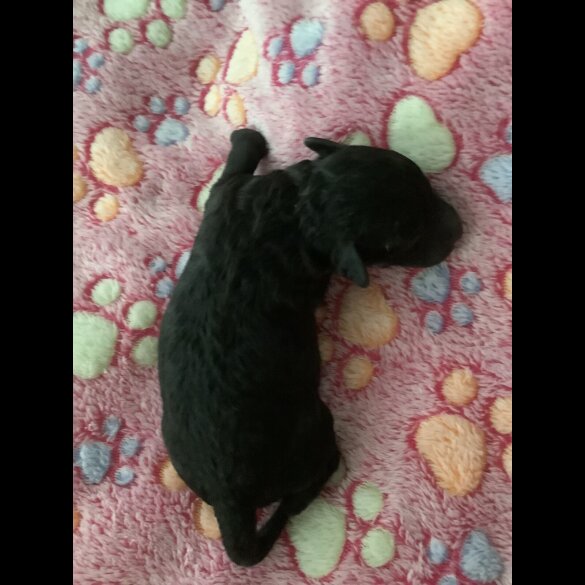Toy Poodle - Both